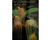 Bulbophyllums and Their Allies,